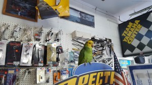 motoadvr_wheelerbird