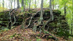Red River Gorge Trees on Rock MotoADVR