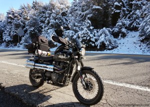 Snowy Pine Trees Triumph Scrambler MotoADVR