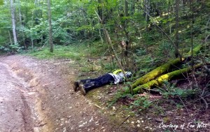 Drew Dead in the Woods Tom Witt